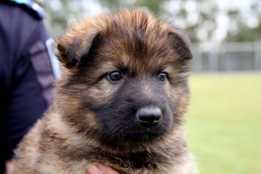 One of seven new police dogs seeking a name