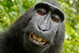 Self-portrait of a female Celebes crested macaque
