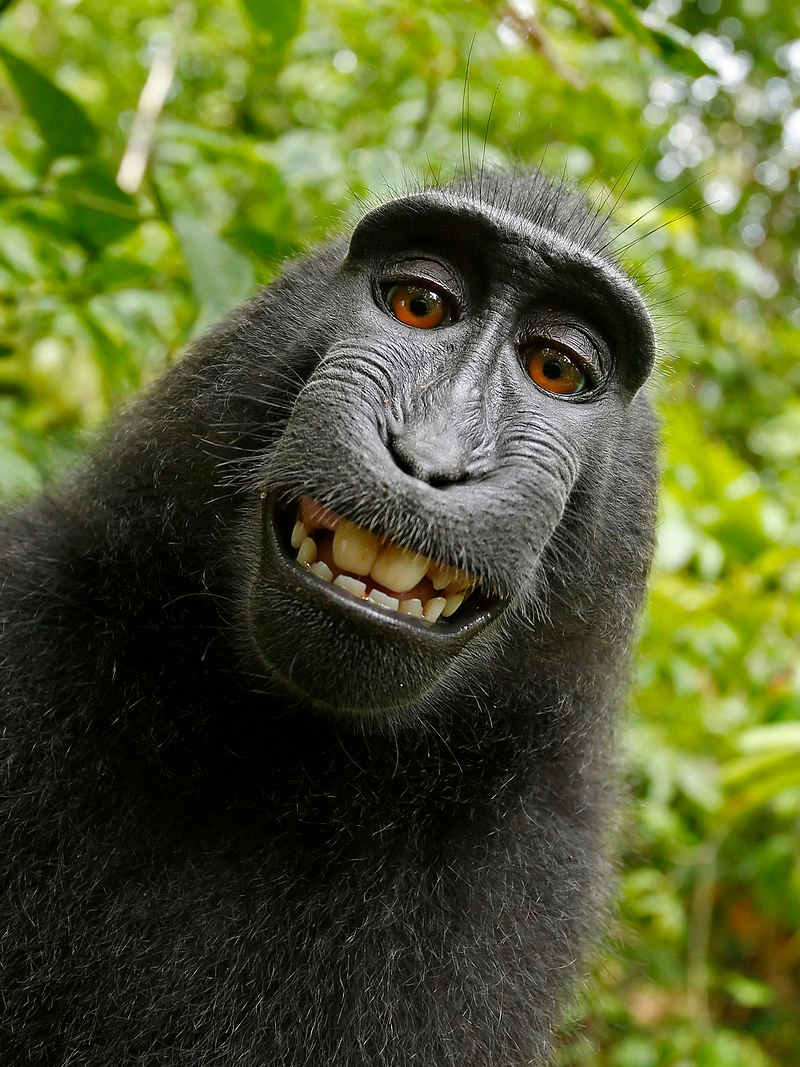 Self-portrait of a female Celebes crested macaque