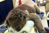 Jeremy the koala being treated for badly burned paws.