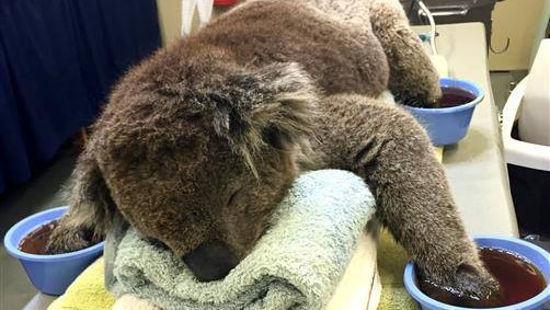 Jeremy the koala being treated for badly burned paws.