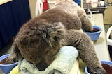 Jeremy the koala being treated for badly burned paws.