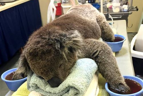 Jeremy the koala being treated for badly burned paws.