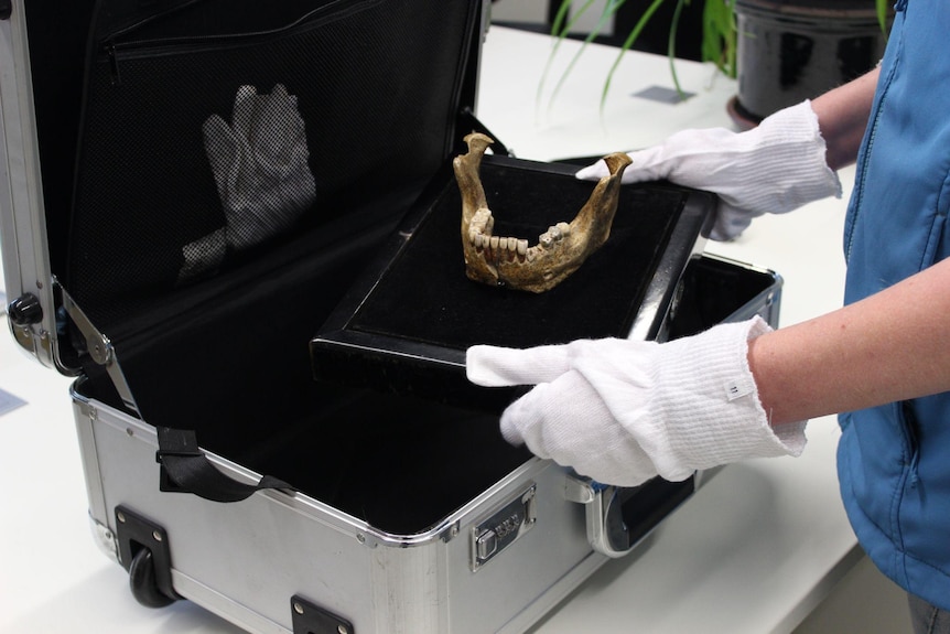 The mandible on a black cushion removed from a metal suitcase by Dr Eck who is wearing gloves