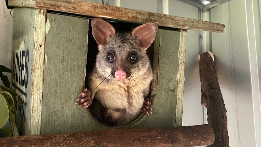 Young possum leans out of a possum box to inspect their surroundings