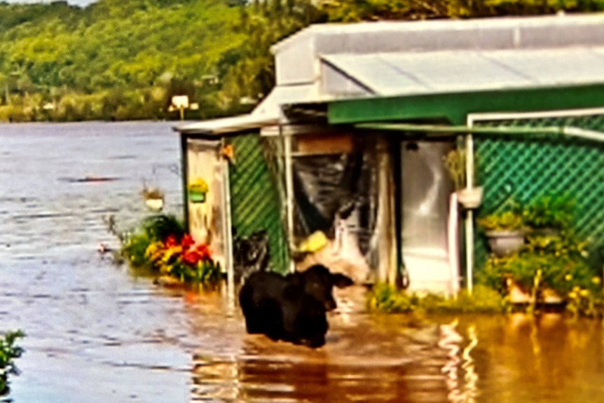 cow in flood water outside a caravan