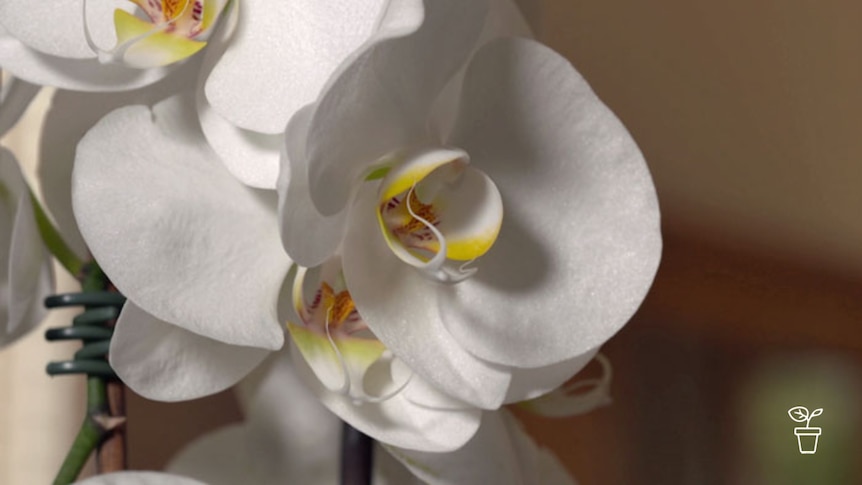 Close up of white-coloured orchid