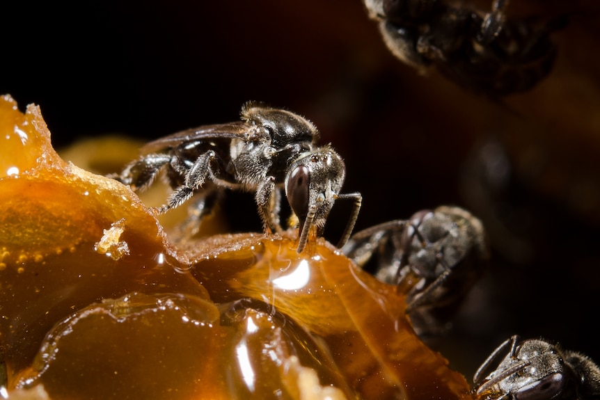 A close-up of three Austroplebeia australis worker bees on honey. 