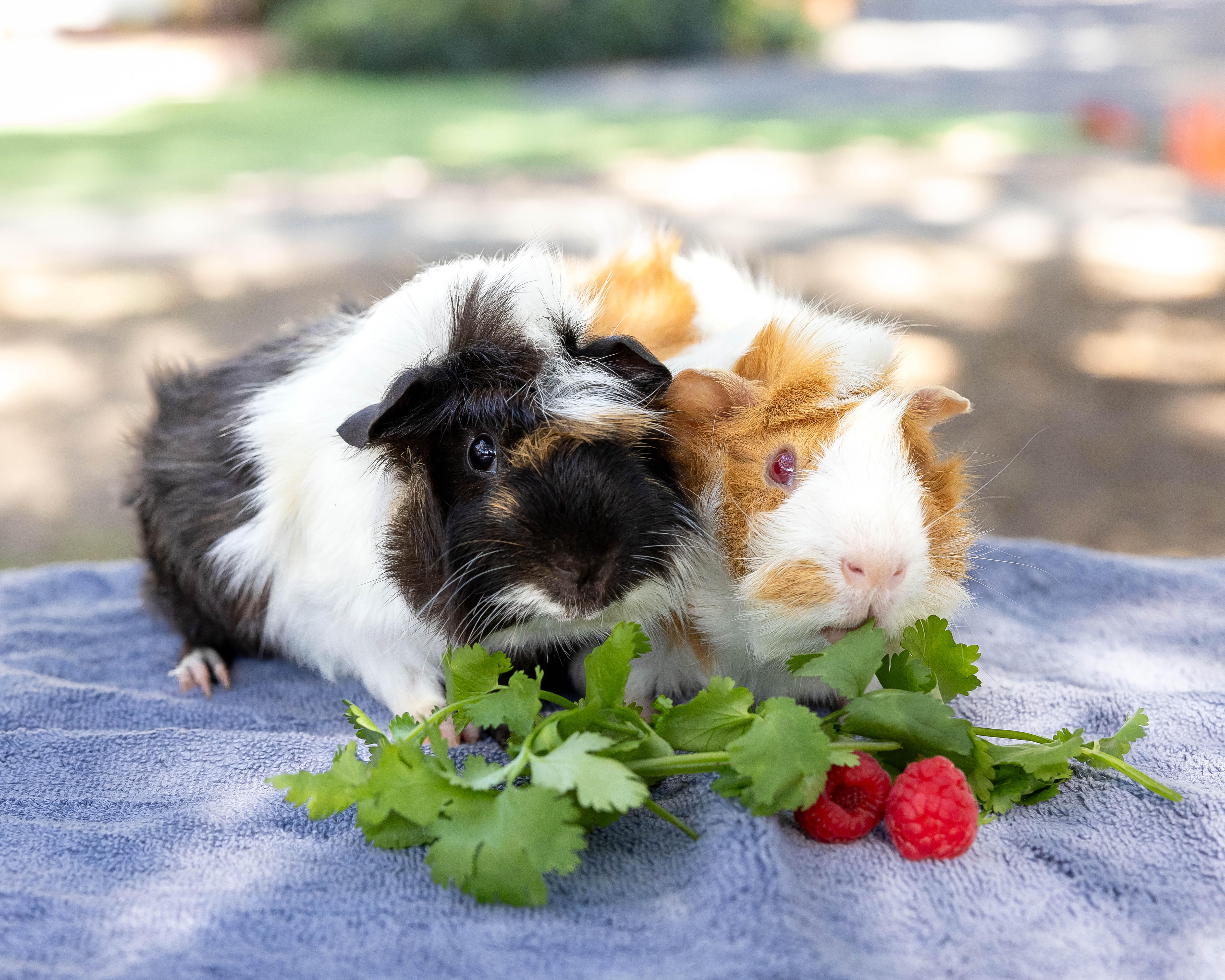 What to consider before adopting pet guinea pigs - ABC News
