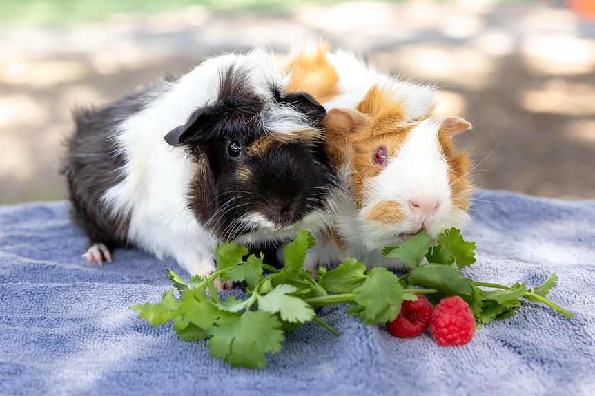 A black-and-white guinea pig beside a brown-and-white one, both eating fresh coriander and raspberries.