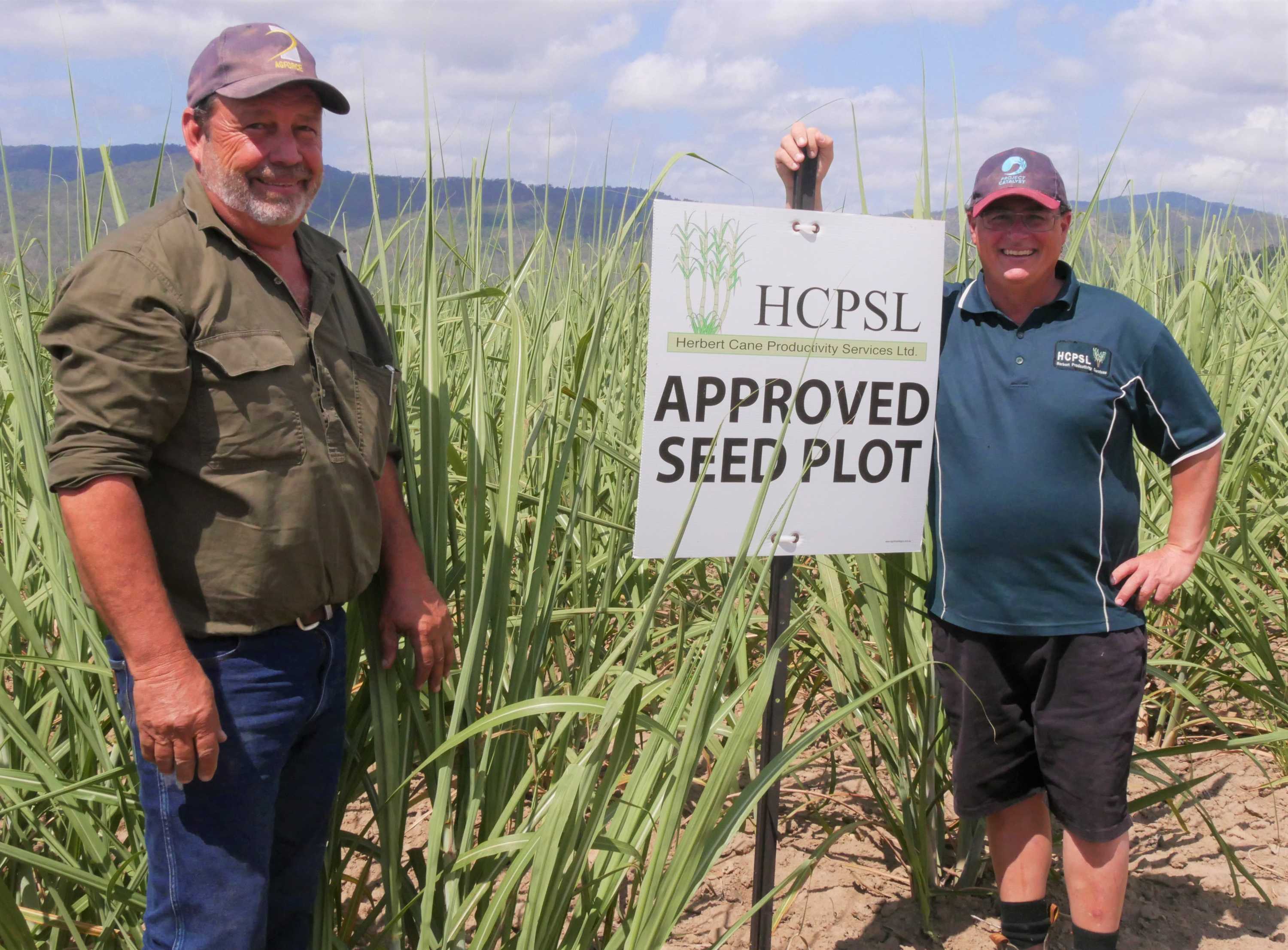 Clean seed cane demand soars in Ingham - ABC listen