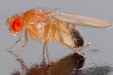 A small male drosophila melanogaster fly.