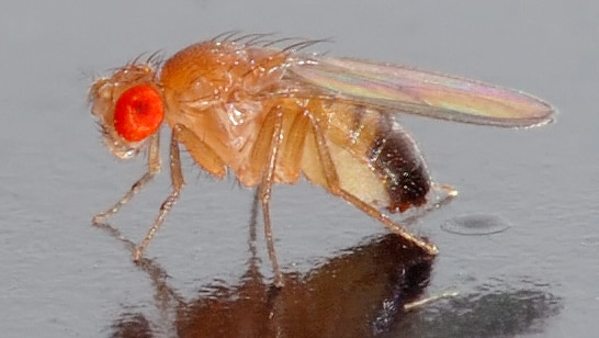 A small male drosophila melanogaster fly.