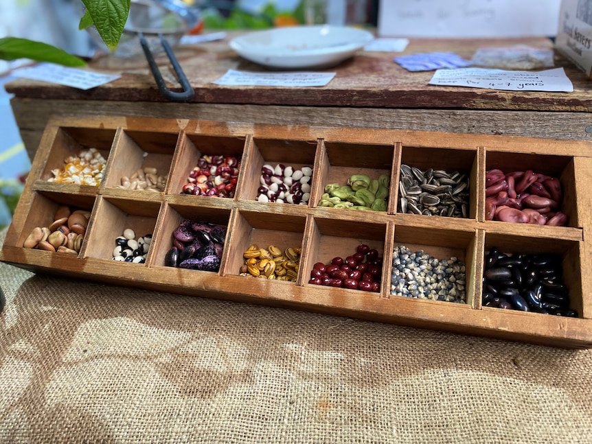 A wooden tray with plant seeds on a table.