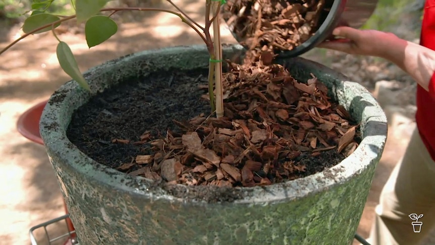 Mallee eucalypt growing in a pot having mulch added on top of the soil. 