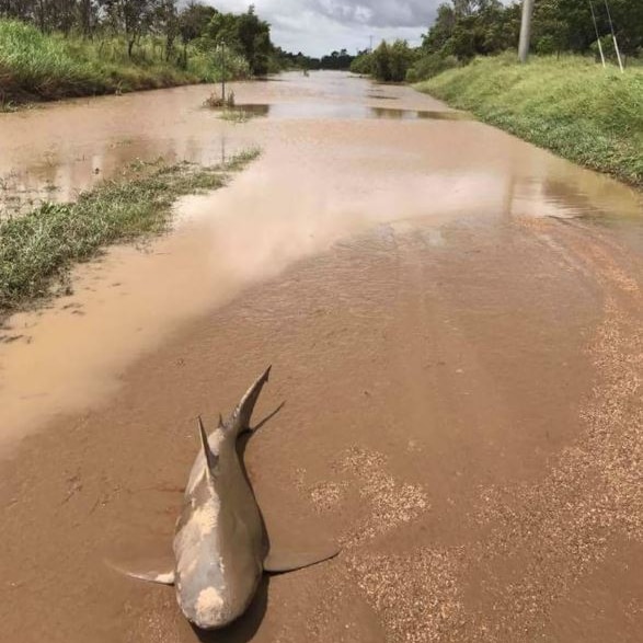 A bull shark lies in the middle of the road after washing up after Cyclone Debbie.