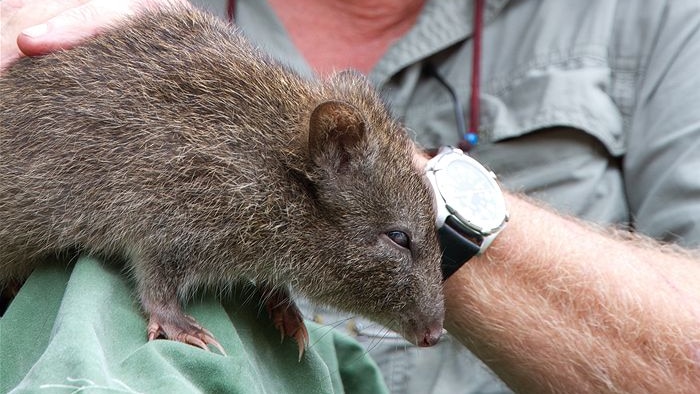 Image of a ranger holding a long-nosed potoroo