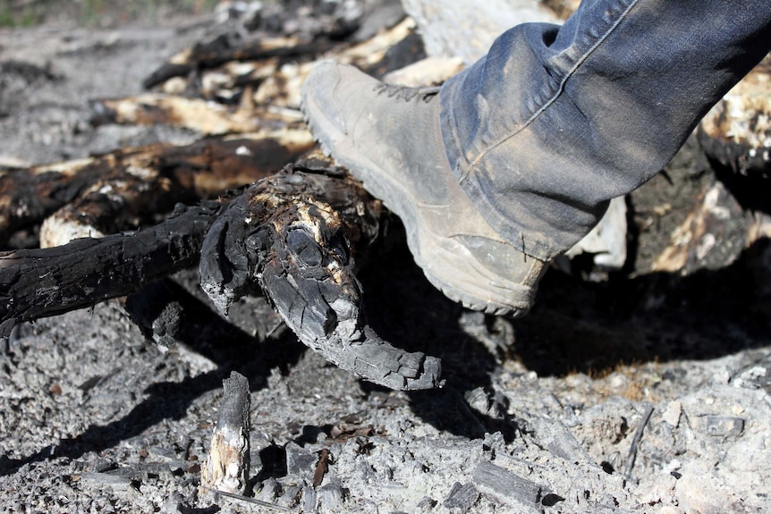 A hiking boot rests on top of a burnt tree trunk.