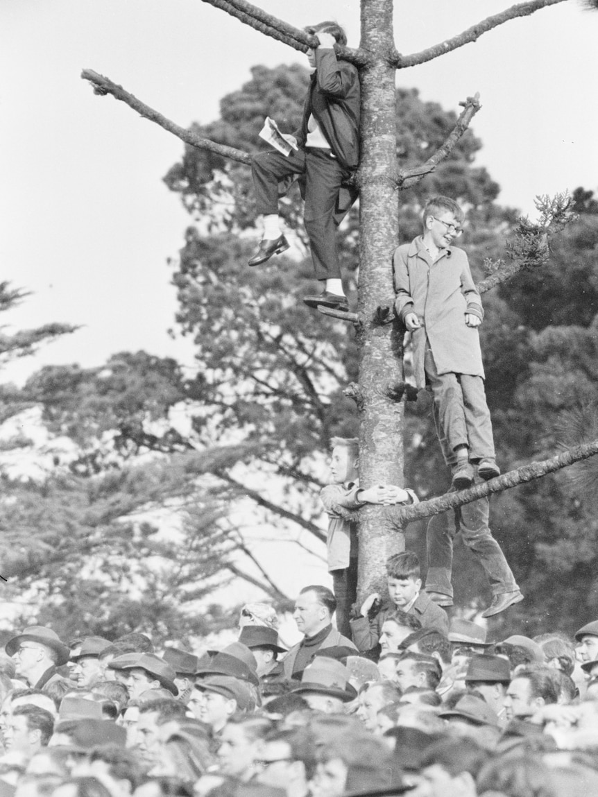 A black and white image of two young boys in a tree above a crowd.