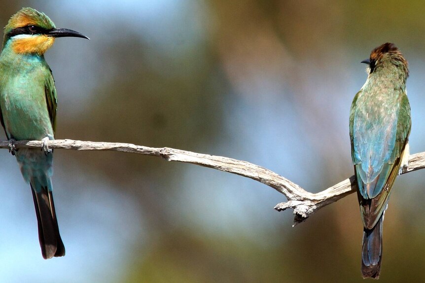 Two brightly coloured birds of green sitting on a branch.