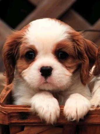 Two cute puppies in a basket.