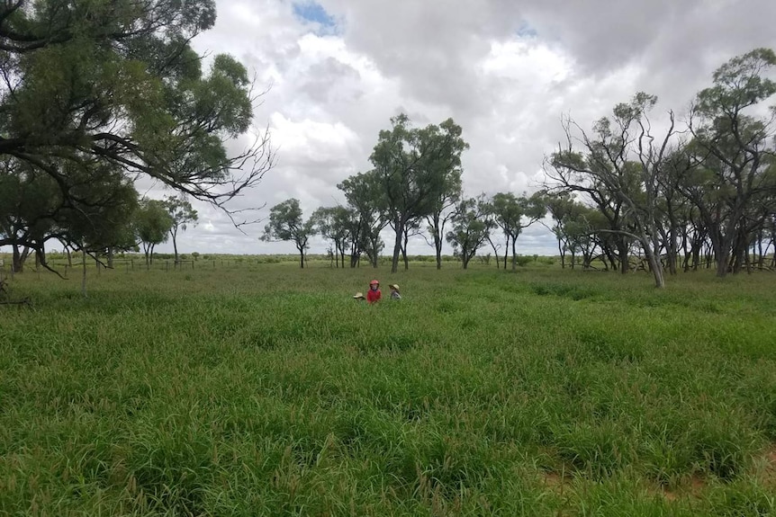 Lucy, Fletcher and Clancy Hawkins playing in long, green buffel grass