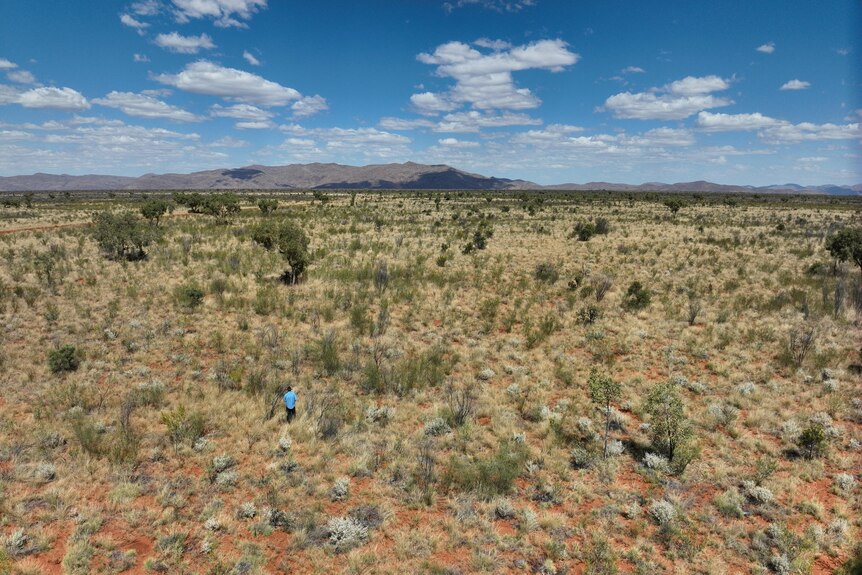 A man in a blue shirt is a speck against the dry red land and green shrubby trees in the central Australian desert.