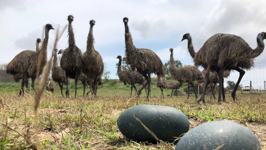 A mob of emus look towards the camera. In the foreground is two emu eggs.
