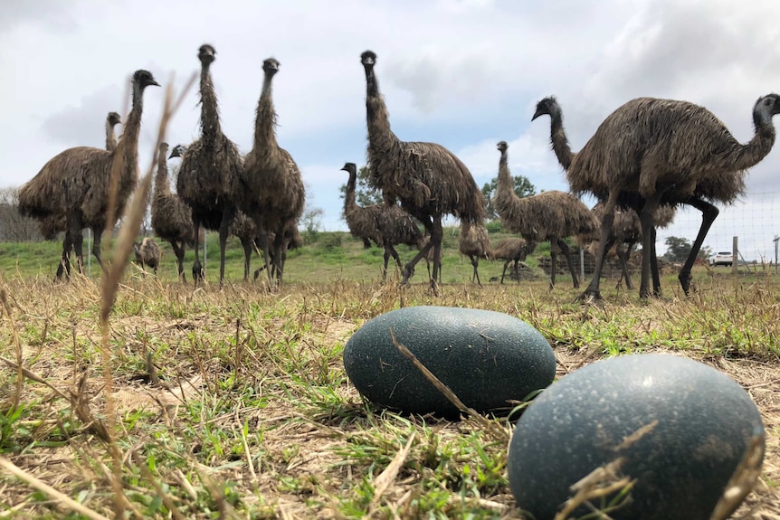 A mob of emus look towards the camera. In the foreground is two emu eggs.