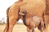 A baby camel smirking at the camera next to his mum