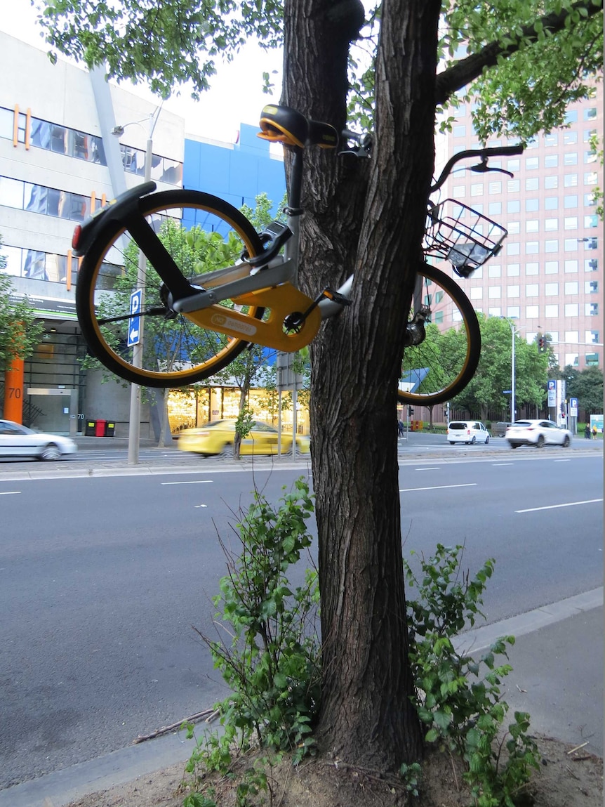 A yellow oBike stuck between to branches of a tree in Melbourne's CBD.