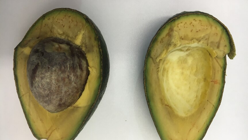 A sliced avocado that is naturally browning.