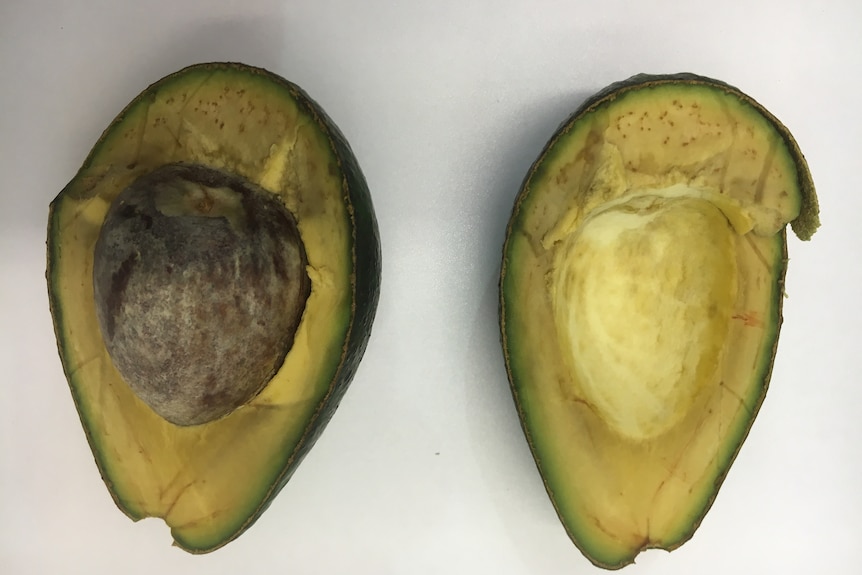 A sliced avocado that is naturally browning.