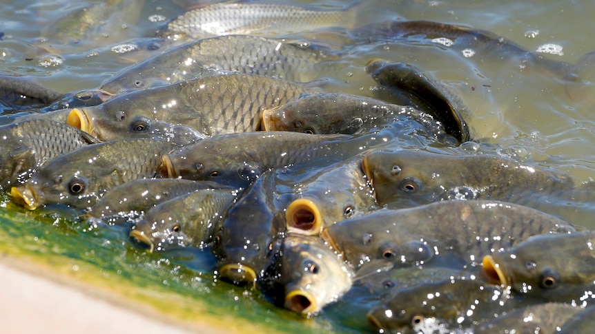 Several carp at gasping for air at the end of the Pamamaroo inlet at the Menindee Lakes