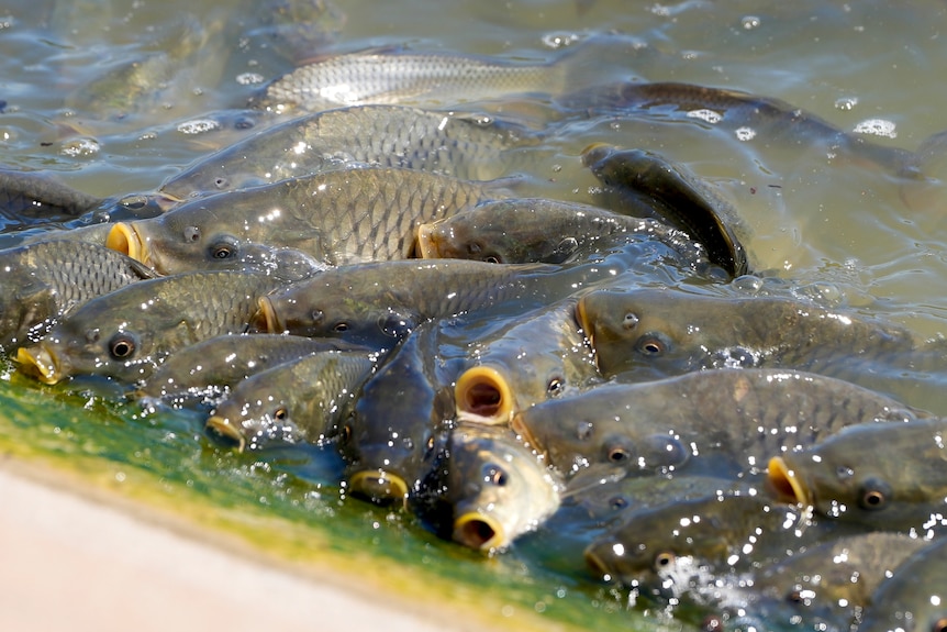 Several carp at gasping for air at the end of the Pamamaroo inlet at the Menindee Lakes