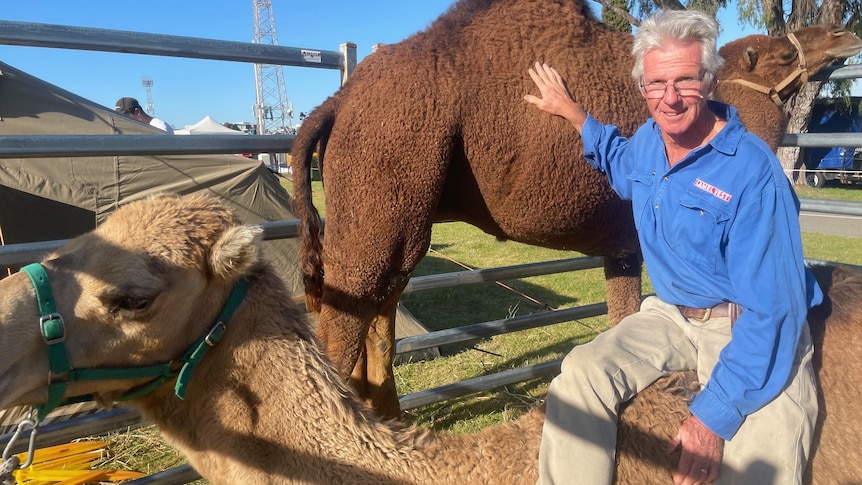 A man with grey hair, wearing a blue shirt, sitting on a camel that is sitting down