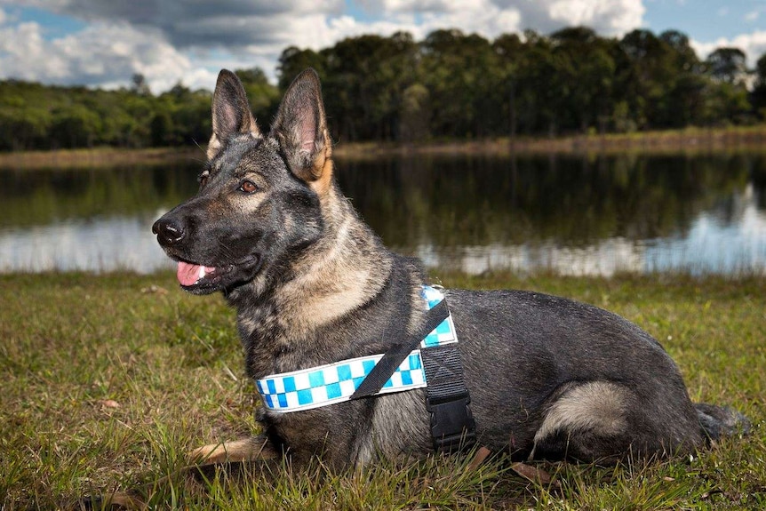 Police Dog Prue