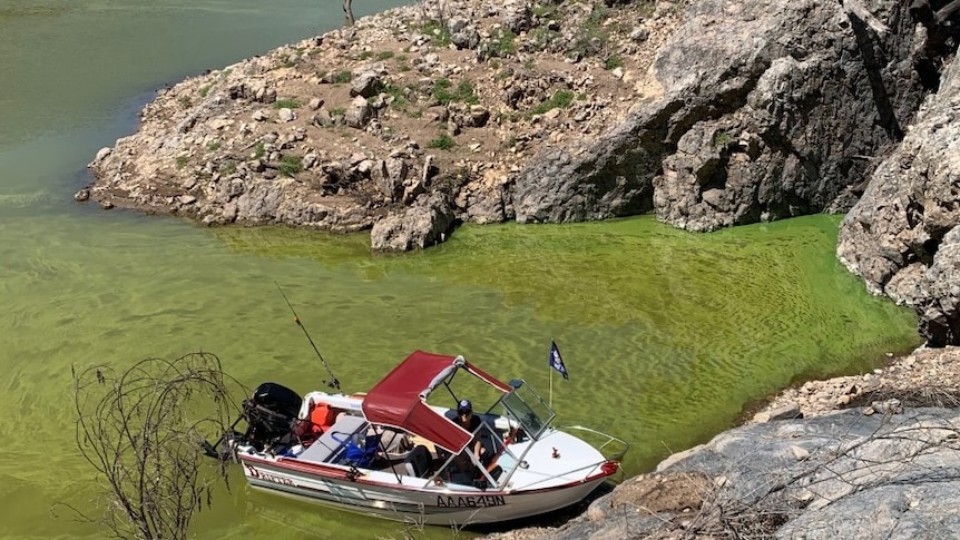 A boat on an algae covered lake