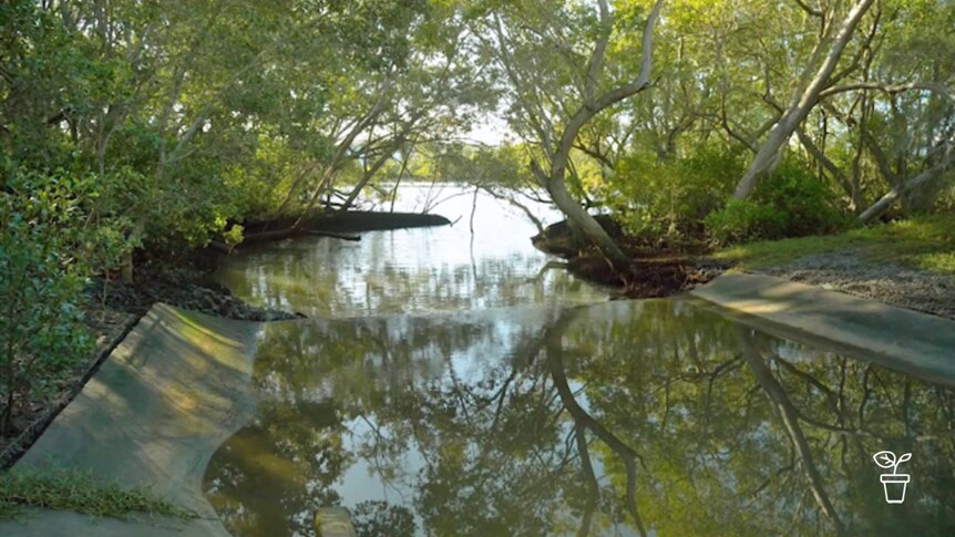 Mangroves growing alongside waterway