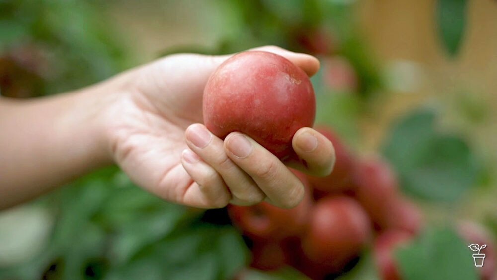 FAQs - Ripe apples | Earthy beets | Sorrel