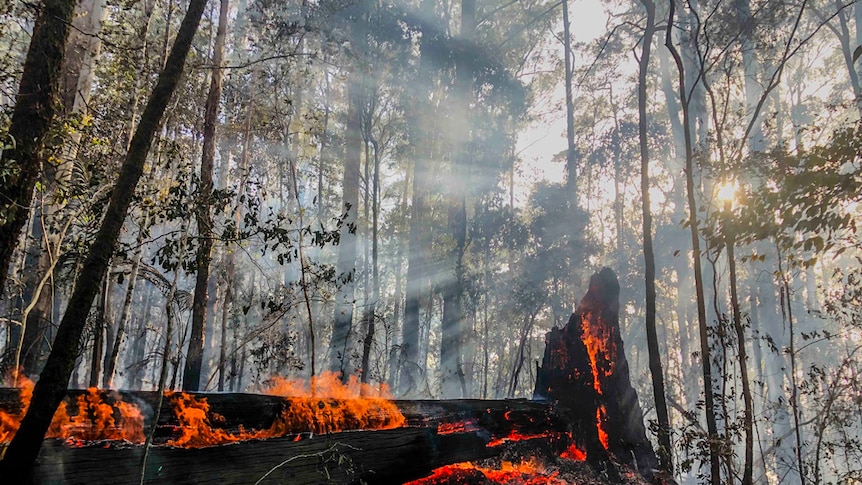 A large fallen tree burning and black in the forest with rays of light in the smoky forest above.