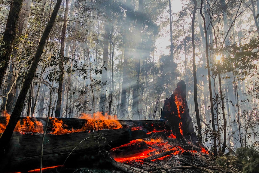 A large fallen tree smouldering and blacked in a forest with rays of light in the smoky air above.