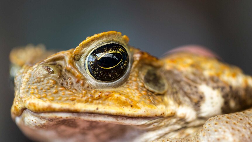 A yellow-brown toad with a brow line and a stunning black and gold eye stars at the camera, looking displeased.