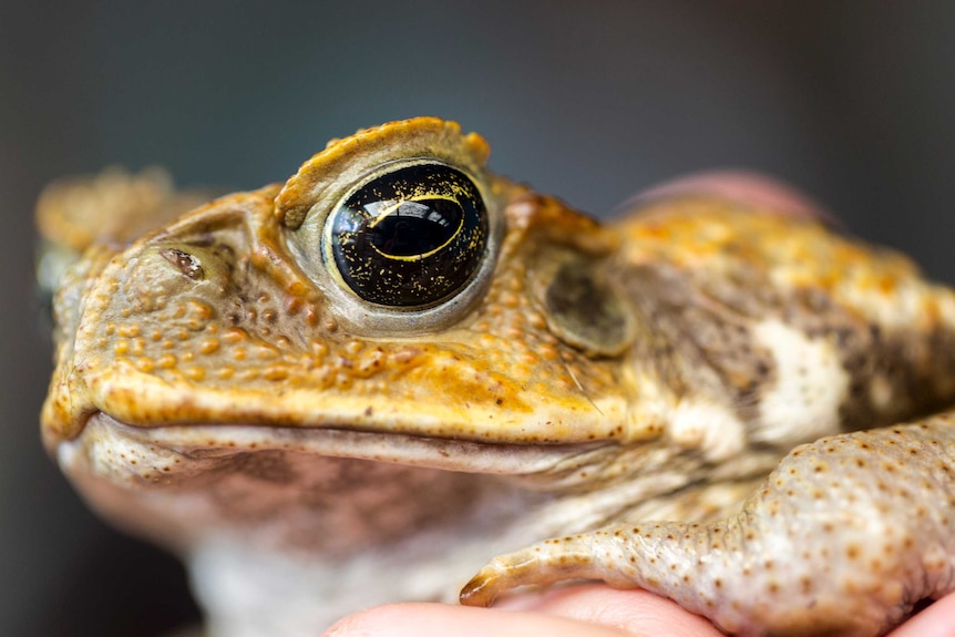 A Cane Toad