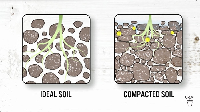 Two graphics showing 'Ideal Soil' and 'Compacted Soil'