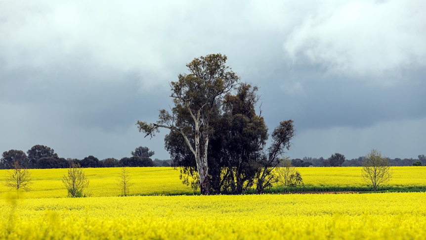 A tree in a bright yellow field of canola crop