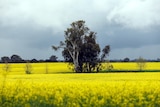 A tree in a bright yellow field of canola crop under a cloudy sky.