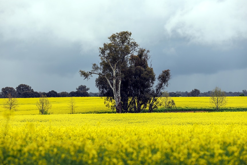 A tree in a bright yellow field of canola crop under a cloudy sky.