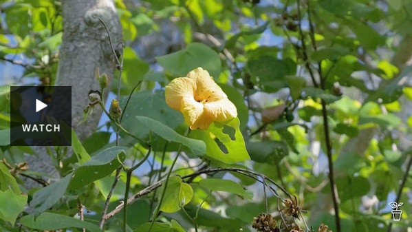 Yellow flower of a cottonwood plant. Has Video.