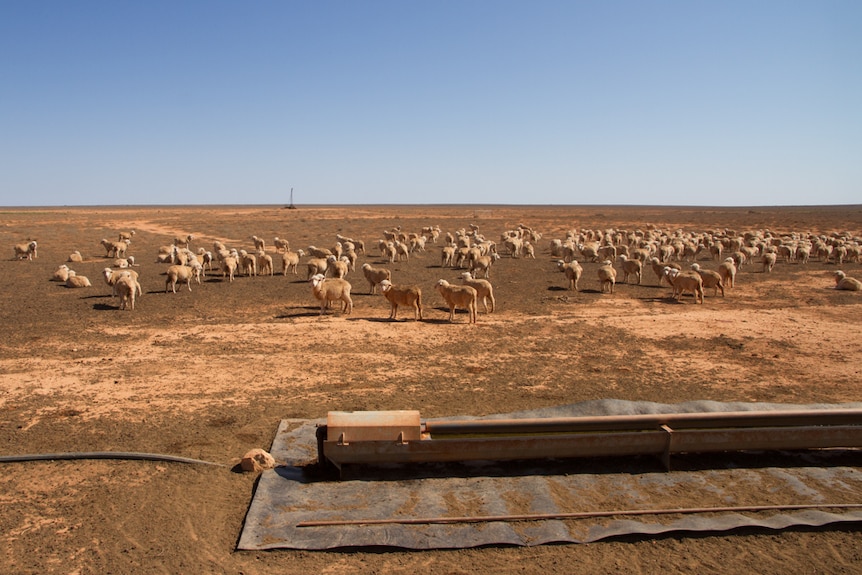 Sheep in a dry outback paddock
